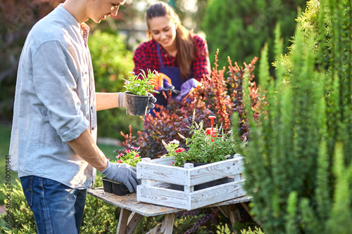 Careful guy gardener in garden gloves puts the pots with seedlings in the white wooden box on the table and a girl prunes plants in the wonderful nursery-garden on a sunny day.