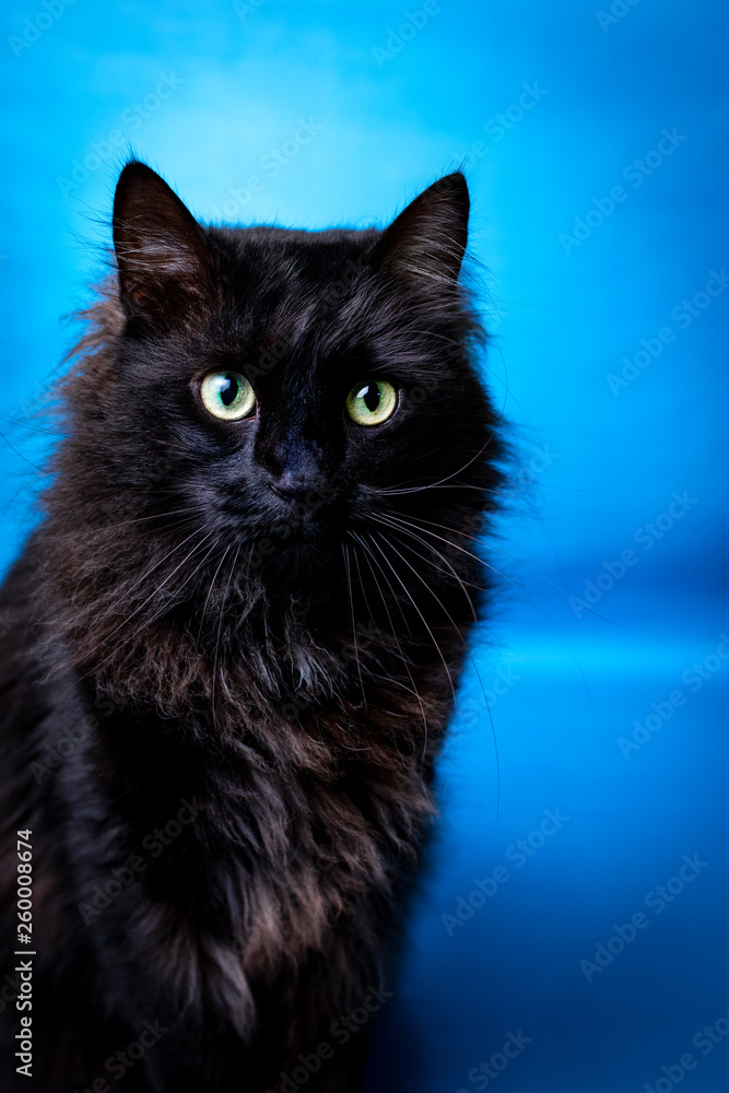 Portrait of a black cat with a blue background