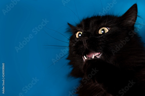 Fototapeta Naklejka Na Ścianę i Meble -  Portrait of a black cat with a blue background