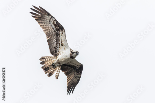 Obraz na płótnie Osprey (Pandion haliaetus) w salonie