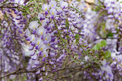 wisteria trellis. great views creepers flowers spring, light purple, wysteria,
