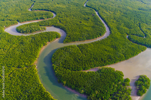 Aerial view green mangrove tropical forest swamp line to sea photo