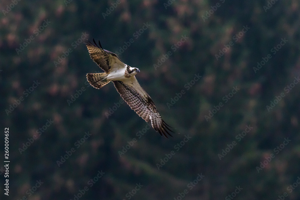 Osprey (Pandion haliaetus)