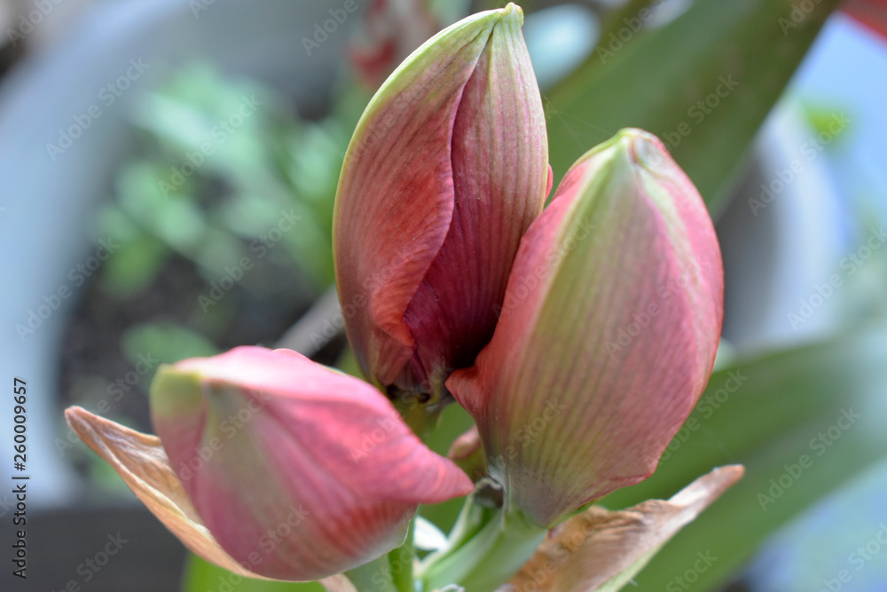 Pink buds look beautiful on a blurred background.