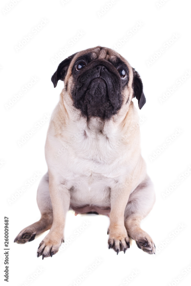 Sad dog pug sits and looking up. Isolated