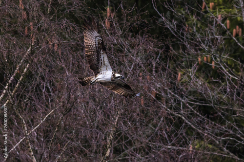 Obraz na płótnie Osprey (Pandion haliaetus) w salonie
