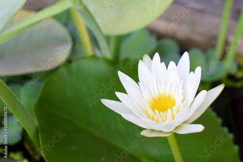 White lotus flowers and green leaves in the pool