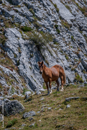 Wild horses in the National Park of Fuentes Carrionas. Palencia