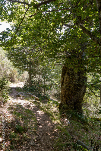 Oak forest in the National Park of Fuentes Carrionas. Palencia