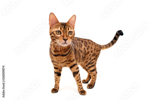 Bengal cat. Isolated on white background