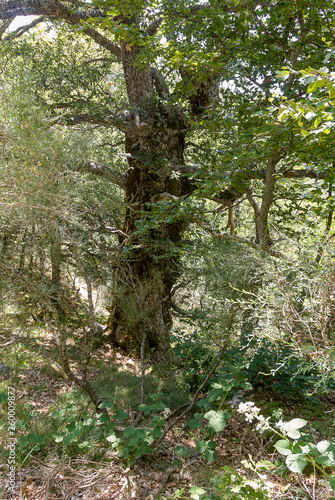 Oak forest in the National Park of Fuentes Carrionas. Palencia