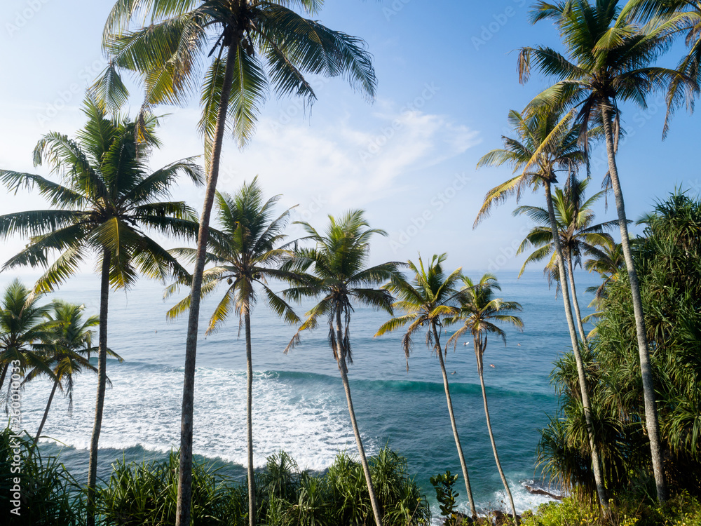 Aerial view of coconut trees at seaside and surfers surfing in the water,Sri lanka