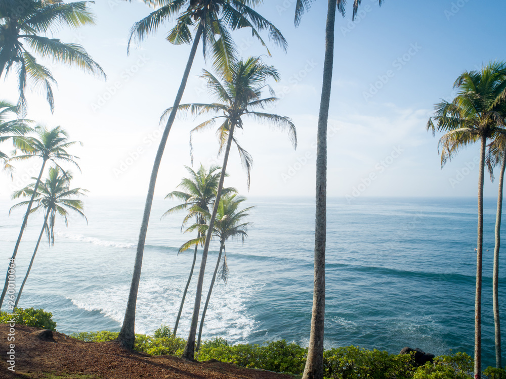 Aerial view of coconut trees at seaside the morning,Sri lanka Aerial view of coconut trees at seaside the morning,Sri lanka