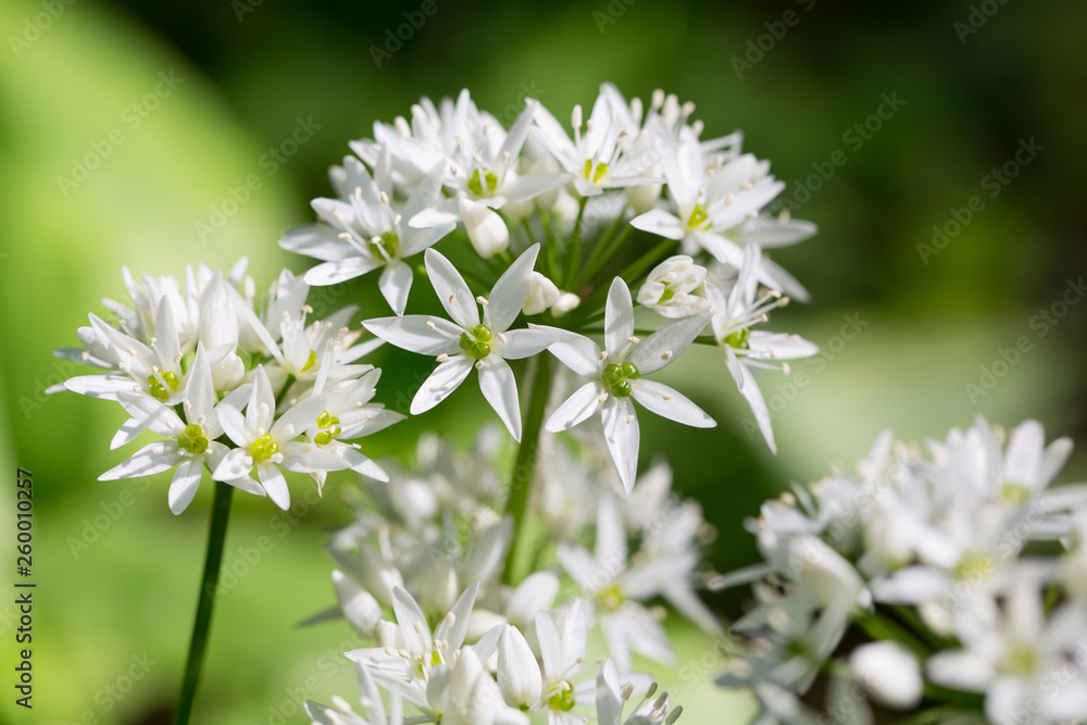 Beer leek - Allium ursinum. Blooming wild garlic with white blooms in springtime Beer leek - Allium ursinum. Blooming wild garlic with white blooms in springtime