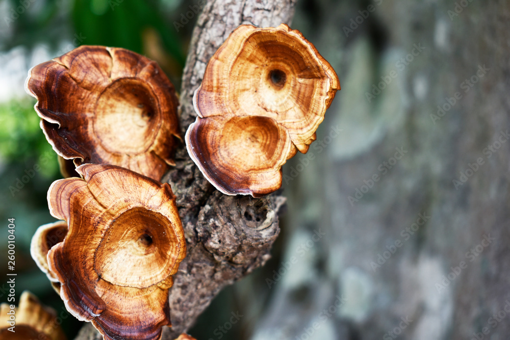 Brown mushrooms grow on dry gray branches in the forest. Brown mushrooms grow on dry gray branches in the forest.
