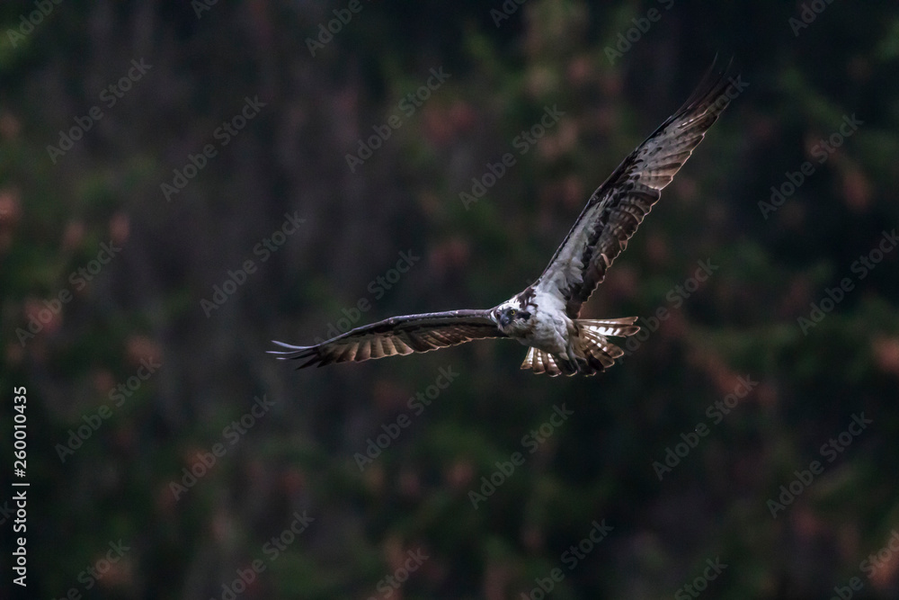 Osprey (Pandion haliaetus)