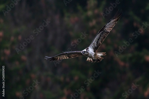 Obraz na płótnie Osprey (Pandion haliaetus) w salonie