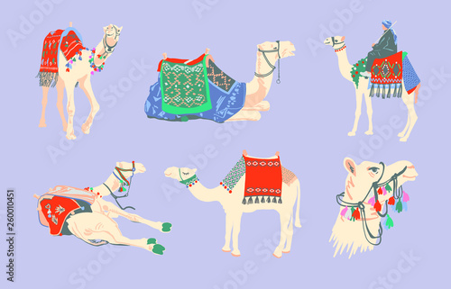 set of egyptian camel decorated with bright carpets and ornaments