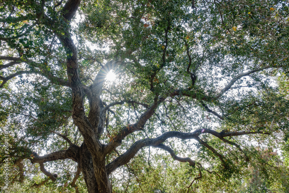 Fototapeta premium Looking up a big tree while sun backlight