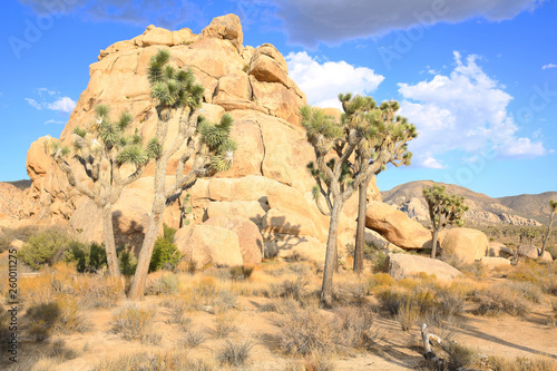 Joshua Tree National Park in California, USA