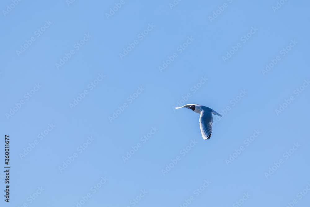 The alone flying gull or mew in the spring sunny day in the city park on the background of the clear blue sky The alone flying gull or mew in the spring sunny day in the city park on the background of the clear blue sky
