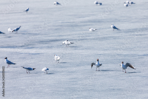 The scene of gulls' market during the mating season on the spring ice of the river or the lake in the city park in the clear sunny day