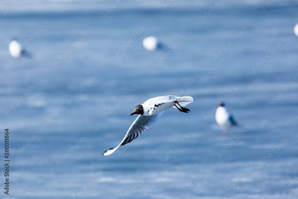 The alone flying gull or mew in the spring sunny day in the city park on the background of the river or lake ice The alone flying gull or mew in the spring sunny day in the city park on the background of the river or lake ice
