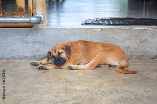 Young brown Dog sleep