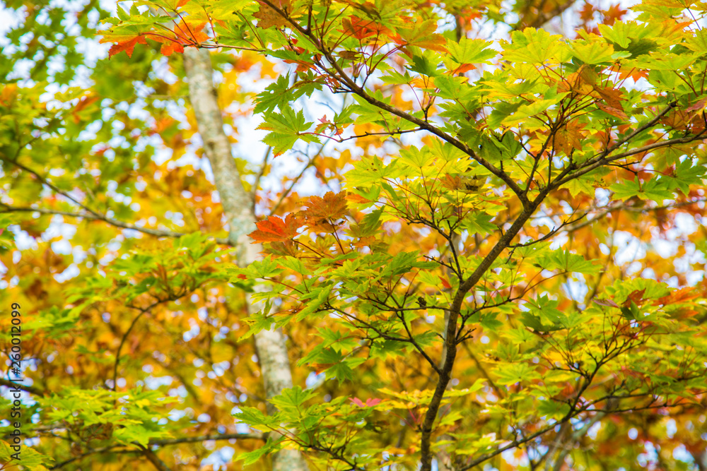 Colorful maple tree leaf autumn scene on white background Colorful maple tree leaf autumn scene on white background