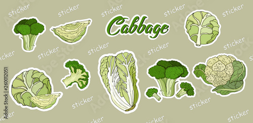 Set of stickers cabbage  white  Peking  broccoli  cauliflower. Vector illustration