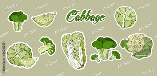 Set of stickers cabbage, white, Peking, broccoli, cauliflower. Vector illustration