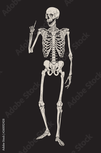 Human skeleton posing isolated over black background vector illustration. Hand drawn gothic style placard, poster or print design.
