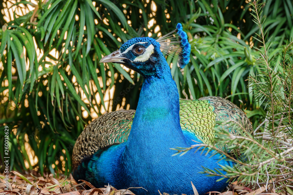 custom made wallpaper toronto digitalPeacock sitting in the forest