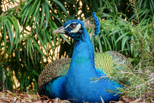 Wallpaper Mural Peacock sitting in the forest Torontodigital.ca
