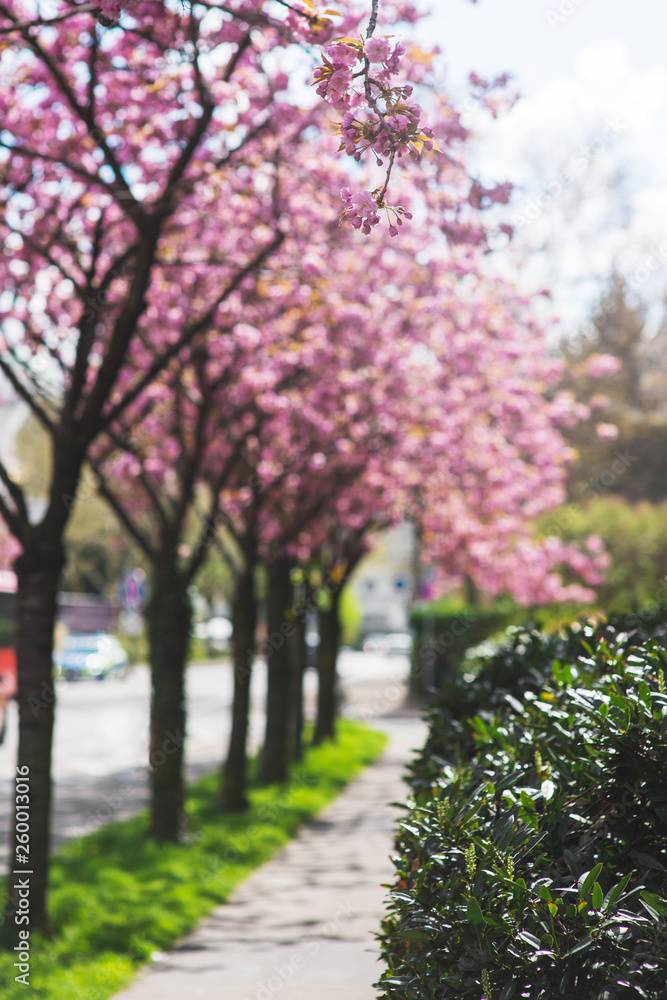Beautiful pink sakura flowers on trees on city street Beautiful pink sakura flowers on trees on city street