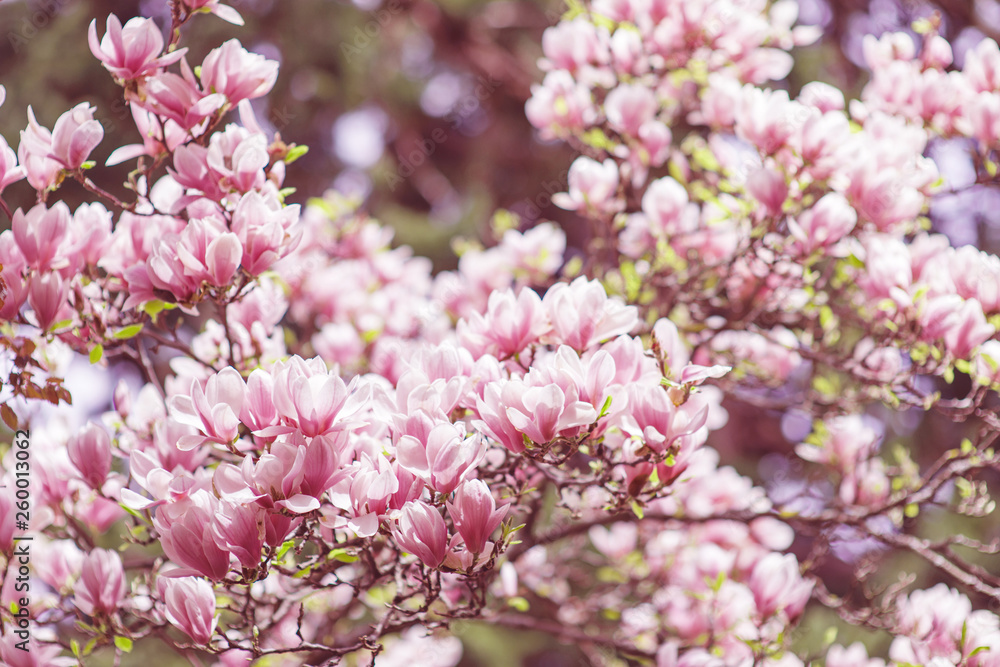 Beautiful magnolia tree blossom background Beautiful magnolia tree blossom background