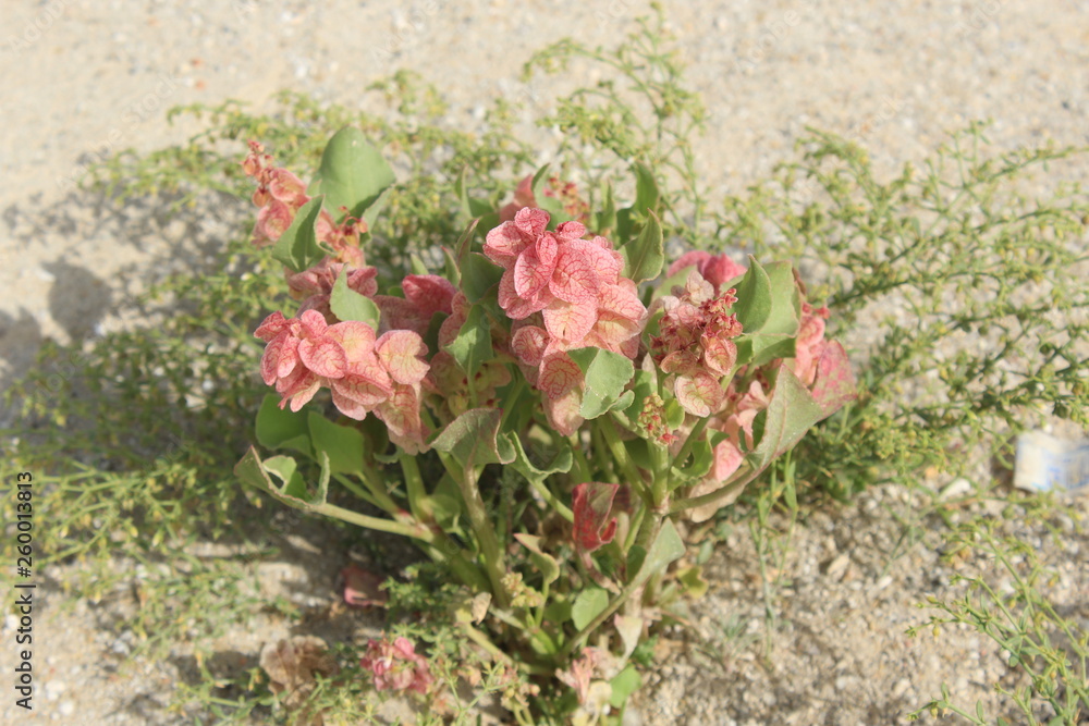 flowers spring in Kuwait. Photographed in history 4/4/2019 Photographed