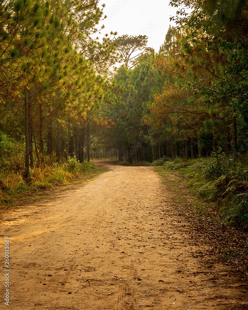 Nature pathway and sunlight in pine forest background Nature pathway and sunlight in pine forest background