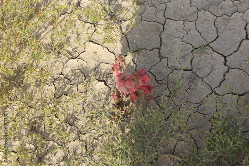 flowers spring in Kuwait. Photographed in history 4/4/2019 Photographed using canon 1200D photo