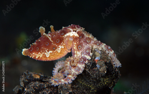 Incredible Underwater World - Hapalochlaena lunulata - Greater blue-ringed octopus. Diving and underwater photography. Tulamben, Bali, Indonesia.
