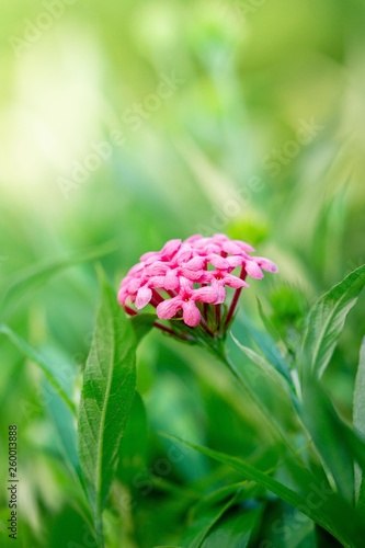 Close up picture of pink panama rose flower soft nature background photo