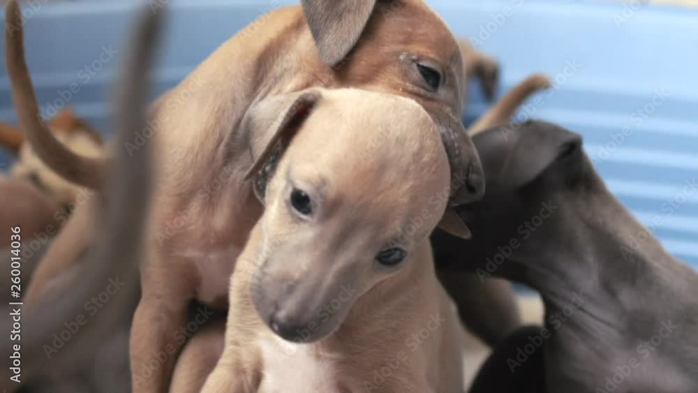 Slow motion of Italian Greyhound Puppies playing together, chewing ear and making funny face Slow motion of Italian Greyhound Puppies playing together, chewing ear and making funny face