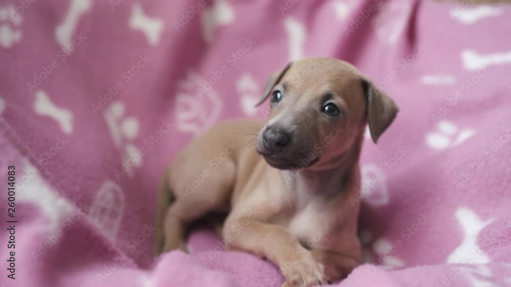 Cute female Italian greyhound pup in pink lair Cute female Italian greyhound pup in pink lair