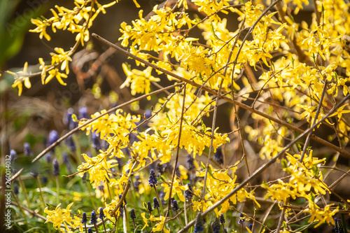 Forsythienblüten und Traubenhyazinthen im Gegenlicht photo