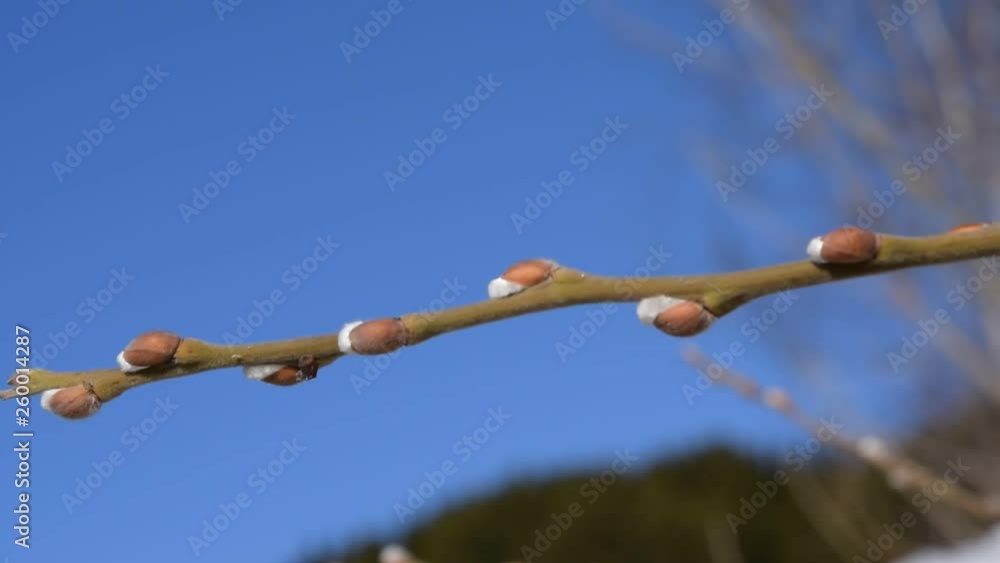 Buds on a willow branch against the blue sky swinging in the wind close-up Buds on a willow branch against the blue sky swinging in the wind close-up