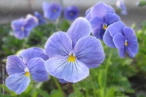 Close up of the blue-amethyst home garden viola with yellow core
