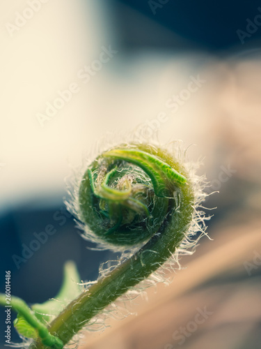 close up spiral young small fern (Polypodiophyta) on blur background