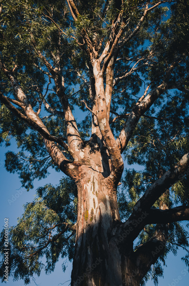 Obraz premium tree on blue sky