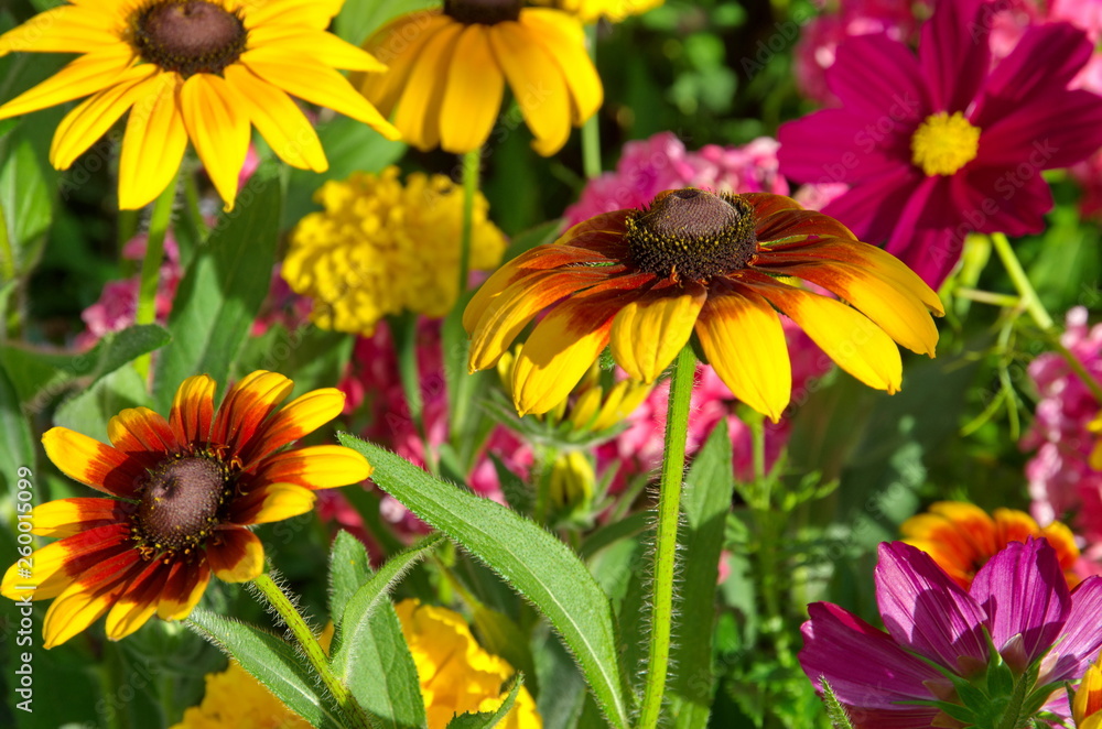 Blooming rudbeckia in the summer garden