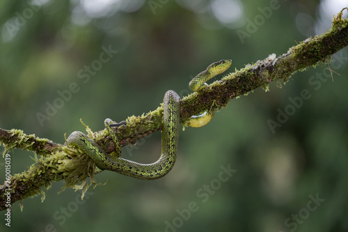 Talamancan Palm Pitviper (Bothriechis nubestris)